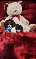 TONKA, a male Miniature Dachshund for sale in Polk City, FL – 4 of 10