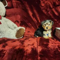 KOBE, a male Yorkshire Terrier for sale in Polk City, FL – 5 of 10