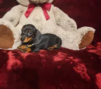 JASPER, a male Miniature Dachshund for sale in Polk City, FL – 8 of 10