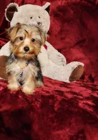 LUCA, a male Yorkshire Terrier for sale in Polk City, FL – 3 of 10