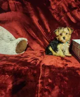 LOKI, a male Yorkshire Terrier for sale in Polk City, FL – 4 of 10