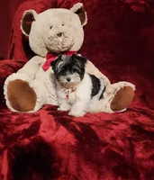 PIPPA, a female Yorkshire Terrier for sale in Polk City, FL – 6 of 10