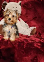 LUCA, a male Yorkshire Terrier for sale in Polk City, FL – 10 of 10