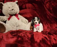 SHASTA, a female Miniature Dachshund for sale in Polk City, FL – 8 of 10