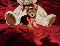 PIPPA, a female Yorkshire Terrier for sale in Polk City, FL – 7 of 10