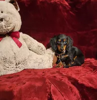 ELI, a male Miniature Dachshund for sale in Polk City, FL – 2 of 10