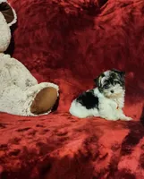 PIPPA, a female Yorkshire Terrier for sale in Polk City, FL – 7 of 10