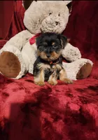 MUGSY, a male Yorkshire Terrier for sale in Polk City, FL – 8 of 10