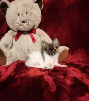 MACY, a female Chihuahua for sale in Polk City, FL – 5 of 10