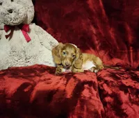 WILLIE, a male Miniature Dachshund for sale in Polk City, FL – 7 of 10
