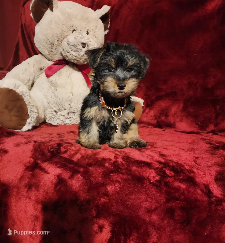 BEAR BEAR  – Yorkshire Terrier puppy for sale in Polk City, FL