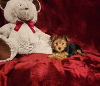 ZOE, a female Yorkshire Terrier for sale in Polk City, FL – 6 of 10