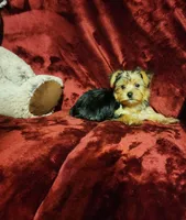 LUCA, a male Yorkshire Terrier for sale in Polk City, FL – 5 of 10