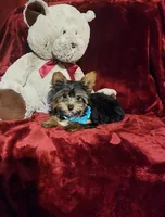 KNOX, a male Yorkshire Terrier for sale in Polk City, FL – 6 of 10