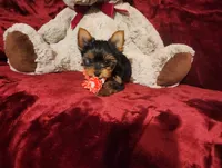 POPPY, a female Yorkshire Terrier for sale in Polk City, FL – 2 of 10
