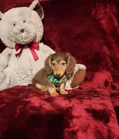 SNICKERS, a male Miniature Dachshund for sale in Polk City, FL – 7 of 10