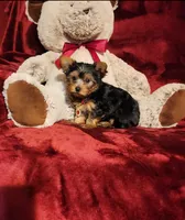 POPPY, a female Yorkshire Terrier for sale in Polk City, FL – 6 of 10