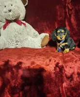 DUTTON, a male Miniature Dachshund for sale in Polk City, FL – 8 of 10