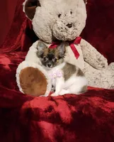 MACY, a female Chihuahua for sale in Polk City, FL – 6 of 10
