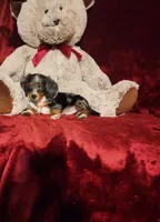 HUCKLEBERRY, a male Miniature Dachshund for sale in Polk City, FL – 4 of 10