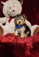 KODY, a male Yorkshire Terrier for sale in Polk City, FL – 6 of 10