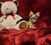 TILLY, a female Yorkshire Terrier for sale in Polk City, FL – 4 of 10