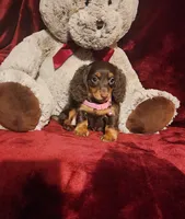 KISSES, a female Miniature Dachshund for sale in Polk City, FL – 7 of 10