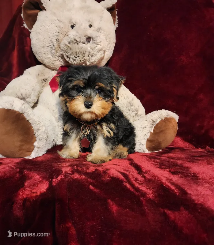 ONYX – Yorkshire Terrier puppy for sale in Polk City, FL