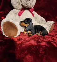 MAGGIE , a female Miniature Dachshund for sale in Polk City, FL – 6 of 10