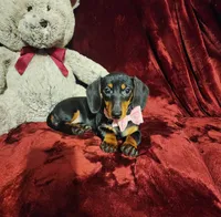 STELLA, a female Miniature Dachshund for sale in Polk City, FL – 7 of 10