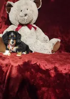 RENO, a male Miniature Dachshund for sale in Polk City, FL – 8 of 10