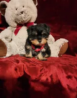 INDY, a female Yorkshire Terrier for sale in Polk City, FL – 4 of 10