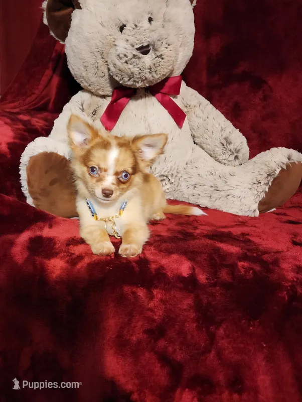 MANGO – Chihuahua puppy for sale in Polk City, FL