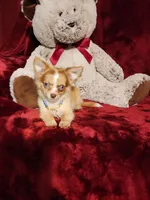 MANGO, a male Chihuahua for sale in Polk City, FL – 1 of 10