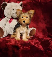 ZOE, a female Yorkshire Terrier for sale in Polk City, FL – 6 of 10