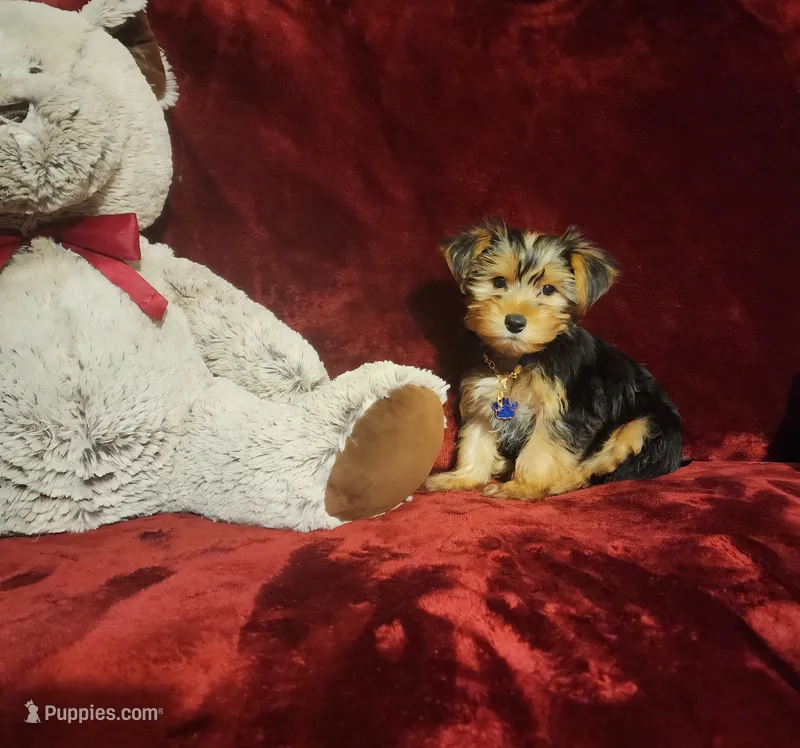 TOBY – Yorkshire Terrier puppy for sale in Polk City, FL