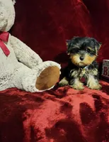 ONYX, a male Yorkshire Terrier for sale in Polk City, FL – 4 of 10