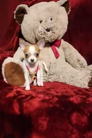 PEACHES, a female Chihuahua for sale in Polk City, FL – 10 of 10