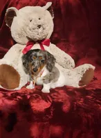 SILVIE, a female Miniature Dachshund for sale in Polk City, FL – 10 of 10