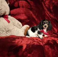 LAKOTA, a female Miniature Dachshund for sale in Polk City, FL – 7 of 10