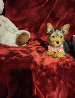 ZOE, a female Yorkshire Terrier for sale in Polk City, FL – Photo 4 of 10