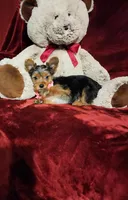 ZOE, a female Yorkshire Terrier for sale in Polk City, FL – Photo 6 of 10