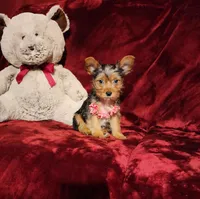 ZOE, a female Yorkshire Terrier for sale in Polk City, FL – Photo 8 of 10