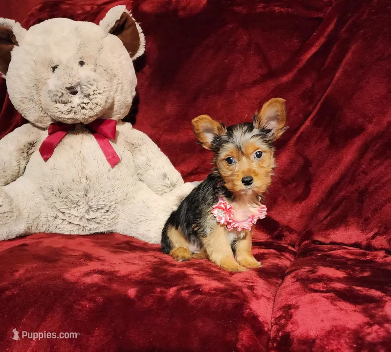 ZOE – Yorkshire Terrier puppy for sale in Polk City, FL