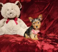 ZOE, a female Yorkshire Terrier for sale in Polk City, FL – Photo 1 of 10