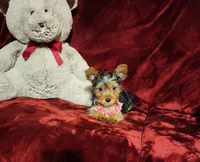 ZOE, a female Yorkshire Terrier for sale in Polk City, FL – Photo 9 of 10