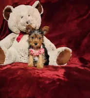 ZOE, a female Yorkshire Terrier for sale in Polk City, FL – Photo 3 of 10