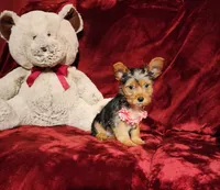 ZOE, a female Yorkshire Terrier for sale in Polk City, FL – Photo 5 of 10