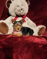 ZOE, a female Yorkshire Terrier for sale in Polk City, FL – Photo 10 of 10
