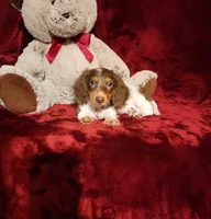 KODA, a male Miniature Dachshund for sale in Polk City, FL – 2 of 10